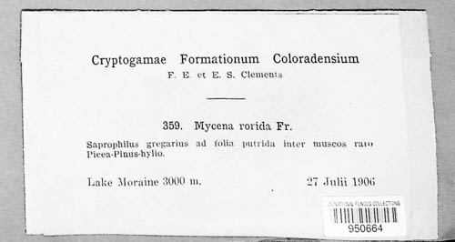 Roridomyces roridus image